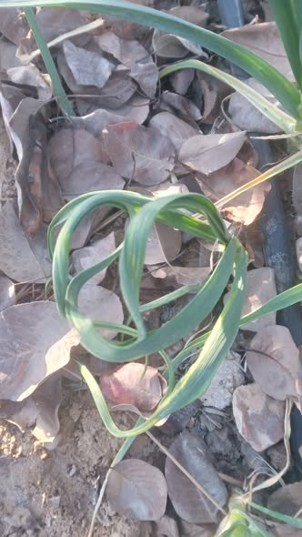 السلام عليكم ورحمة الله وبركاته رجاء نوع الاصابه الموجودة في الثوم و علاجها و للعلم مفيش اي اصابة حشرية او فطرية تم العلاج منها نهائي